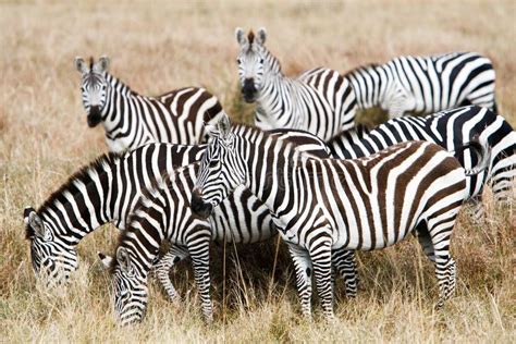 Herd Of Plains Zebras Grazing In African Savanna Stock Image - Image of ...