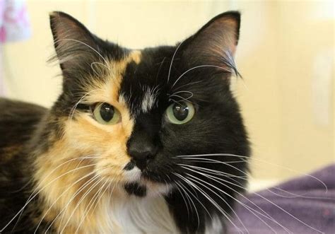 300+ Calico Cat Names - Cute, Unique Names You'll Love - PetPress