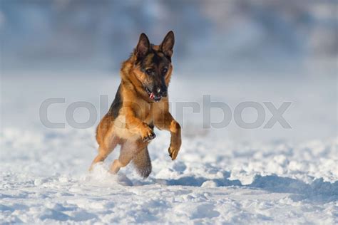 German shepherd dog in snow | Stock image | Colourbox