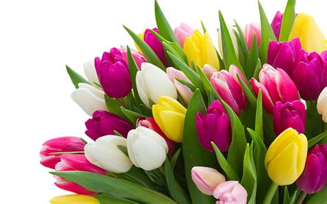 Tulips Bouquet Hd