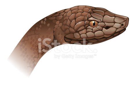 Agkistrodon Contortrix Stock Clipart | Royalty-Free | FreeImages