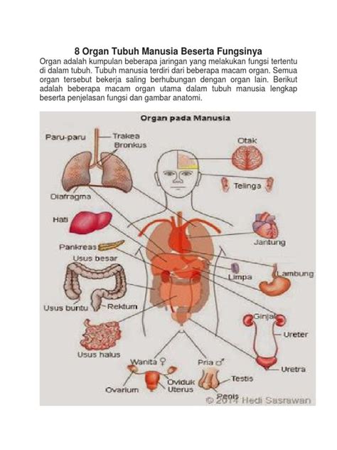 Gambar Bagian Organ Tubuh Manusia Dan Fungsinya Keyboard - IMAGESEE