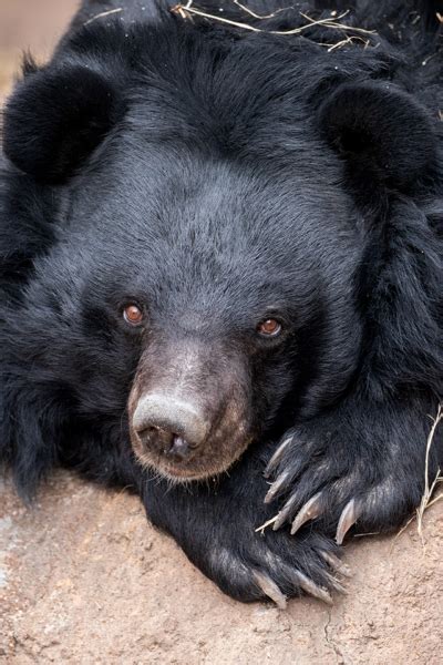 Asiatic Bear - CMZoo