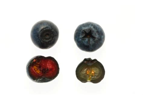 Learn about Food: Blueberry vs Bilberry: what's the difference?