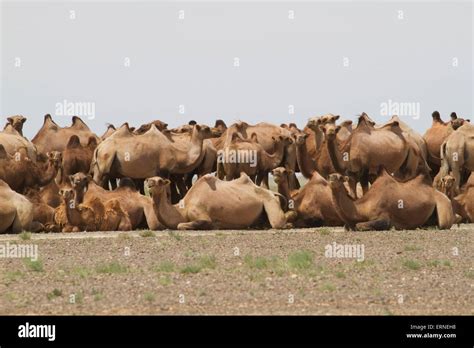 Bactrian camels (Camelus bactrianus), Gobi Desert, South Gobi Province ...