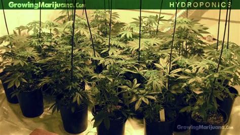 Hydroponics – Hydroponic Marijuana Growing – Hydro Weed Grow How To ...