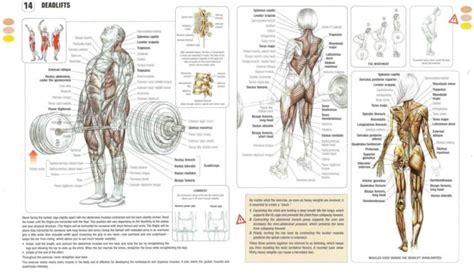 7 Deadlift Muscles Worked That Will Change Your Body and Life