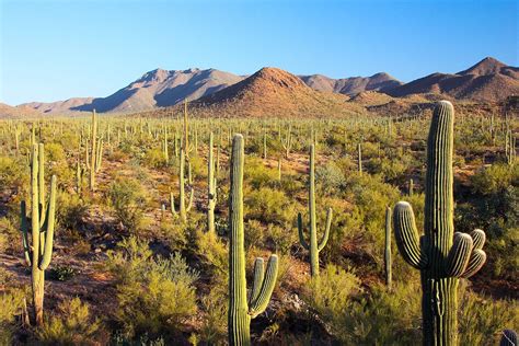 High Sonoran Desert Painting at PaintingValley.com | Explore collection ...