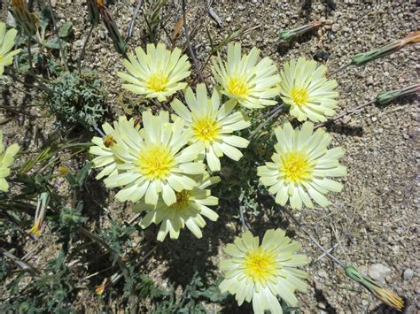 30 Mojave Desert Wildflowers: Anisocoma Acaulis