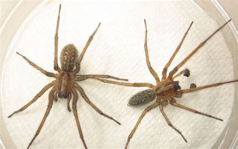 Giant house spider vs Hobo spider Identification, Bite, Size