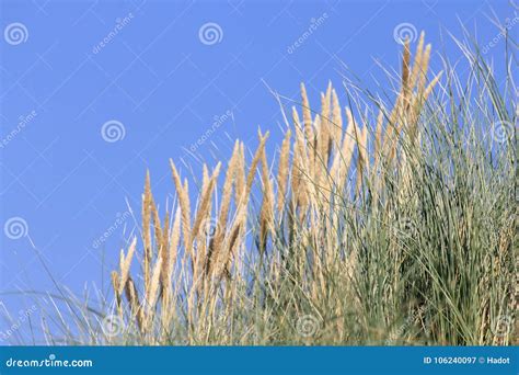 Ammophila Arenaria Ammophila Arenaria Stock Image - Image of beach ...