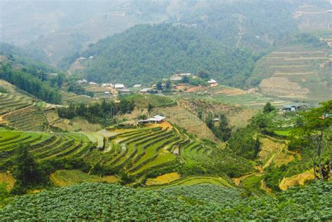 The rice terraces in Sapa stock image. Image of countryside - 168181203