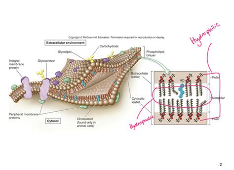 Chapter 5: Cell membrane structure and function Flashcards | Quizlet