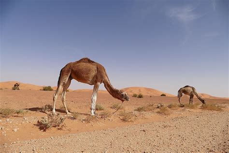 Africa Sahara Desert Animals