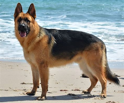 German Shepherd - Wikipedia