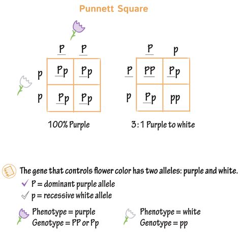 Unique Info About How To Draw A Punnett Square - Soundtwo