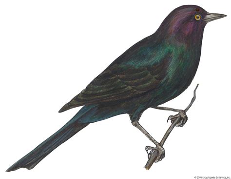 Blackbird | Songbird, Migratory, Nocturnal | Britannica