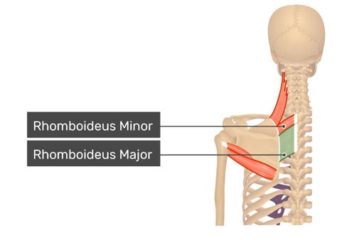 Rhomboid Major Muscle | GetBodySmart