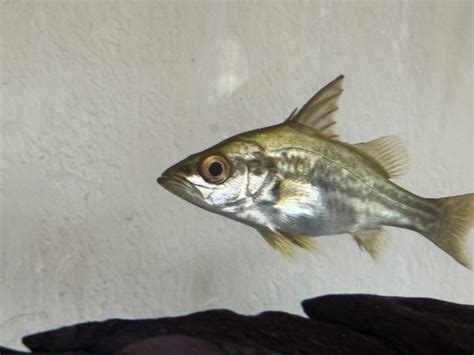 For Sale - Nile Perch | MonsterFishKeepers.com