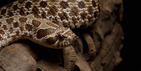 Western Hognose Snake | Care Center | Galápagos Reptile Gear