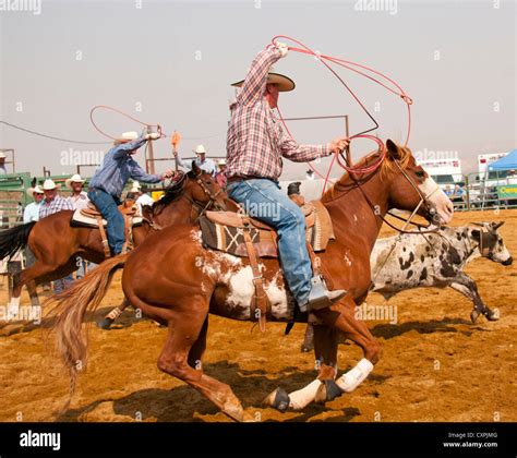 Cowboys team roping steers at the Rodeo event, Idaho, USA Stock Photo ...