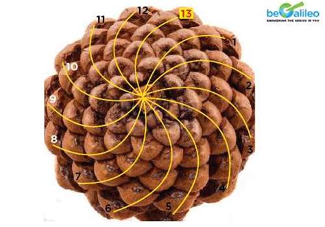 Math in Nature - Fibonacci Numbers and The Golden Ratio