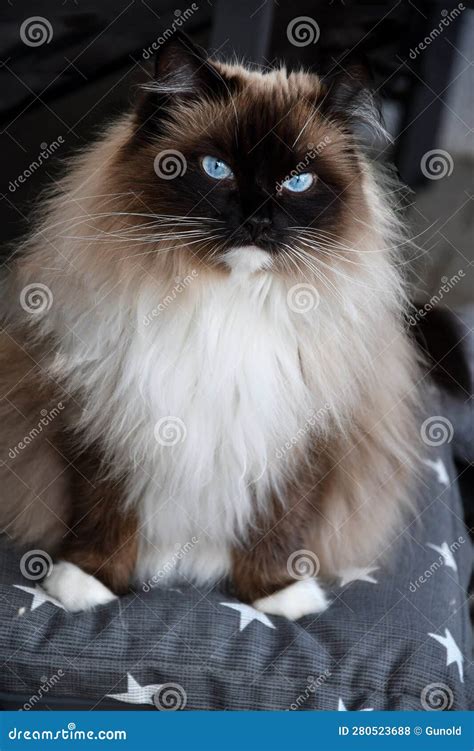 Ragdoll cat with blue eyes stock photo. Image of beauty - 280523688