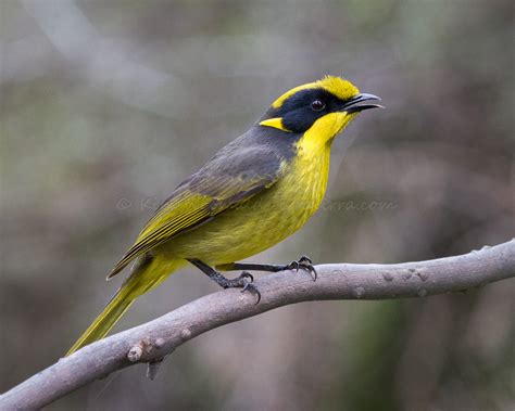 Helmeted honeyeater - Alchetron, The Free Social Encyclopedia