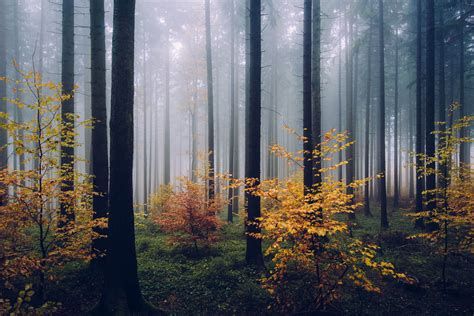 Autumn Forest - Germany | Fine Art Photography Series - Landscape ...