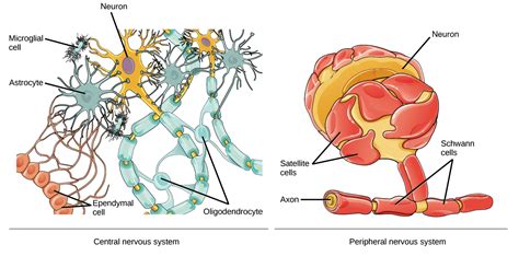 neuron diagram