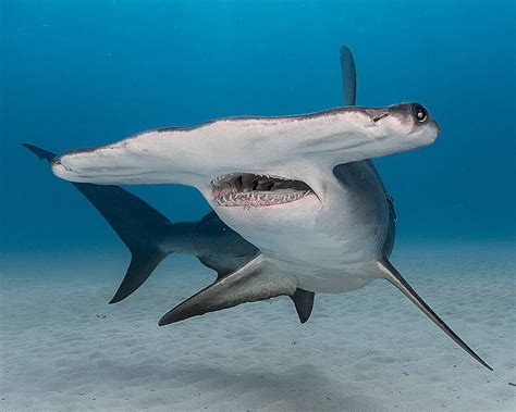 2022's Top 10 Most Critically Endangered Sharks & Rays