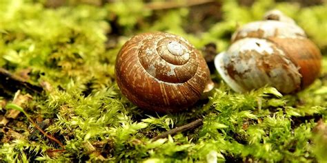 Snail Shell Green - Free photo on Pixabay