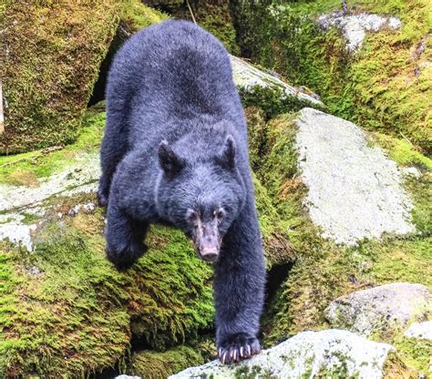 Cannundrums: Eastern Black Bear - Anan Bay, Alaska