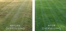 Aeration & Overseeding for a Thick, Healthy Lawn | ProLawn