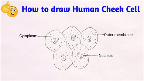 Human Cheek Cell Diagram Cheek Cell Diagram Labeled