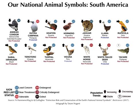 National Animal Symbols: South America – Shark Research & Conservation ...