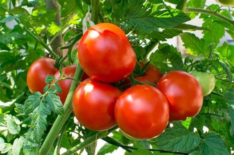 How to care for a tomato plant - The FOUR tips you need to know ...