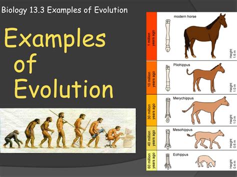 PPT - Biology 13.3 Examples of Evolution PowerPoint Presentation, free ...