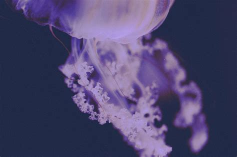 Jellyfish Chrysaora Pacifica Vintage Free Stock Photo | picjumbo