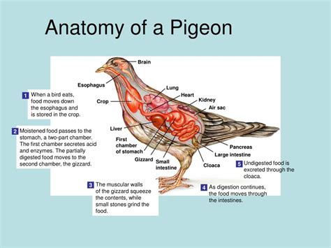 Anatomy Of A Pigeon