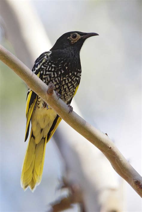 List of critically endangered Australian birds swells