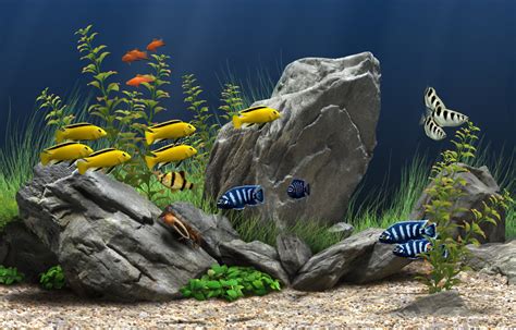 6 Tips to Maintain Healthy Freshwater Aquarium Plants | Picture Record