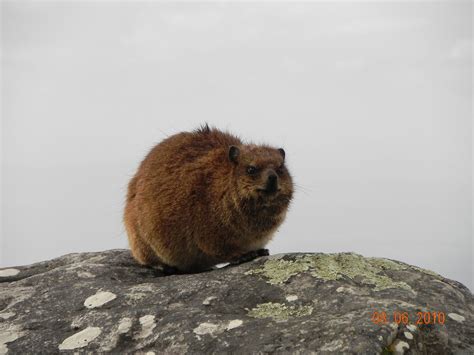 Flora and fauna of Table Mountain ~ Great Mountain