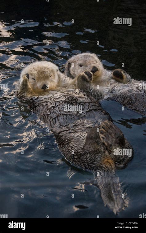 Sea Otters Holding Hands