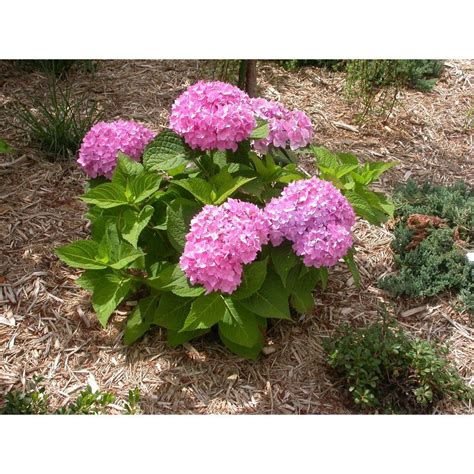 Flattened balls of blue florets, depending on the soil's pH Flowers on ...