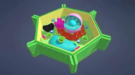 plant cell - 3D model by Aimphanpress [6154e85] - Sketchfab