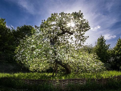 Charles Sainsbury-Plaice, Ancient Tree Sir Isaac Newton's Apple Tree ...