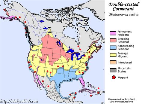 Yellow-headed Blackbird - Species Range Map