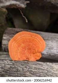 Orange Fungus On Wood Images, Stock Photos & Vectors | Shutterstock