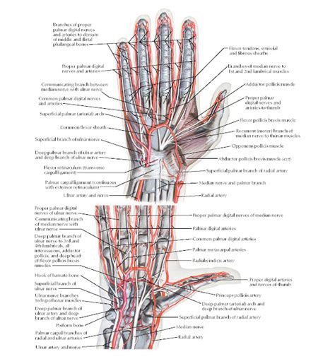 Arteries and Nerves of Hand: Palmar Views Anatomy - pediagenosis